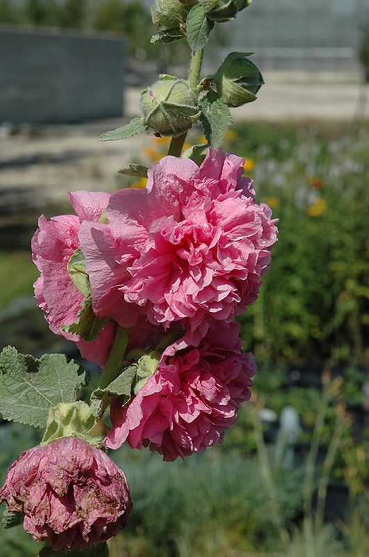 Chater's Double Pink Hollyhock (Alcea rosea 'Chater's Double Pink') at Pesche's Garden Center