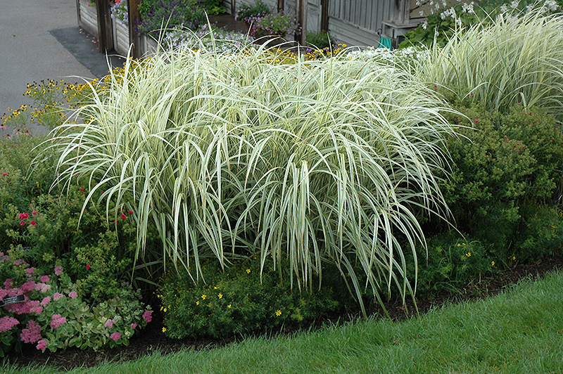 Variegated Silver Grass (Miscanthus sinensis 'Variegatus') at Pesche's Garden Center