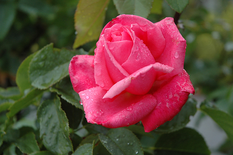 All My Loving Rose (Rosa 'FRYrapture') at Pesche's Garden Center