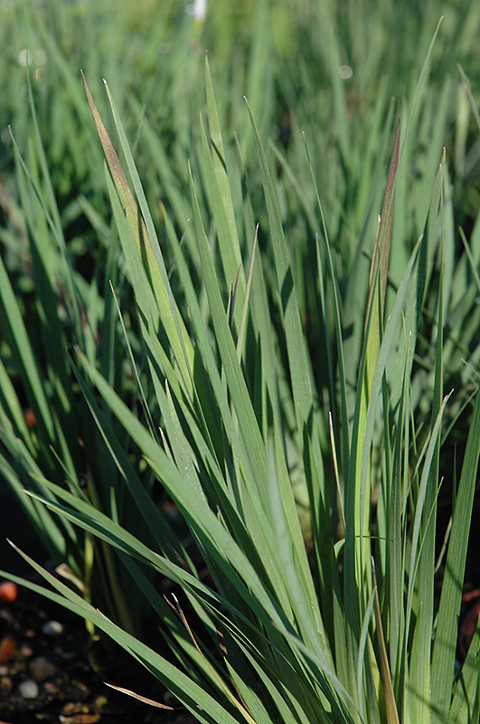 Lucerne Blue-Eyed Grass (Sisyrinchium angustifolium 'Lucerne') at Pesche's Garden Center