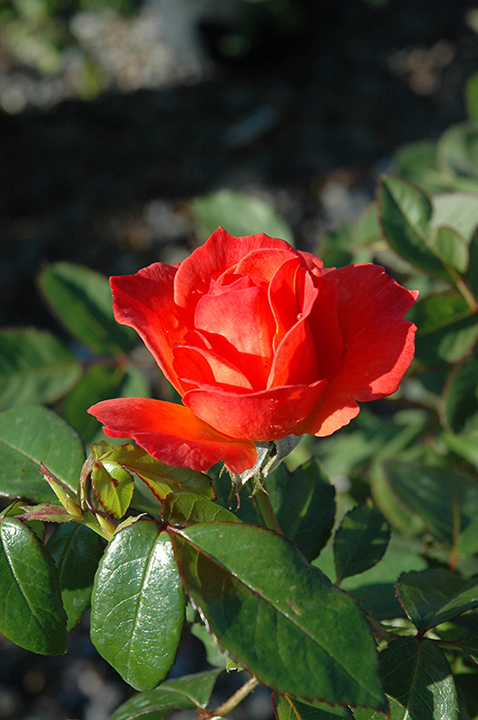 Livin' Easy Rose (Rosa 'HARwelcome') at Pesche's Garden Center