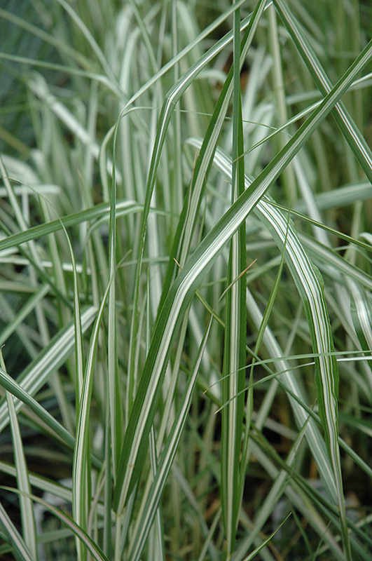 Avalanche Reed Grass (Calamagrostis x acutiflora 'Avalanche') at Pesche's Garden Center