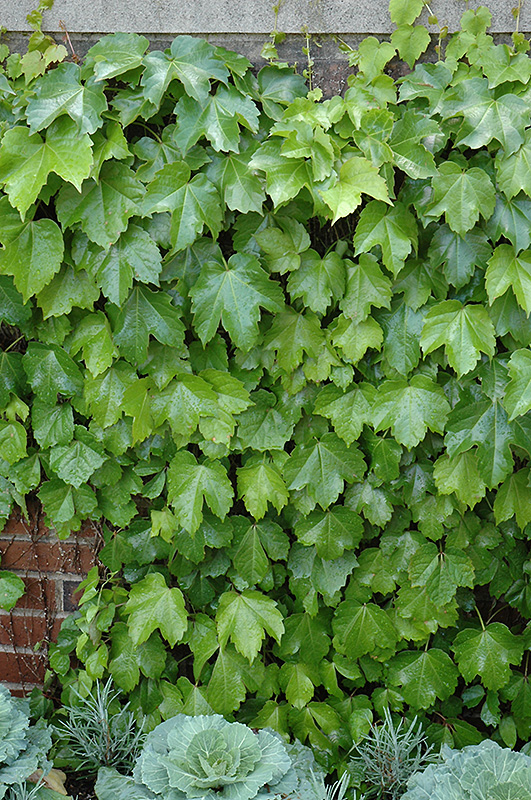 Veitch Boston Ivy (Parthenocissus tricuspidata 'Veitchii') at Pesche's Garden Center