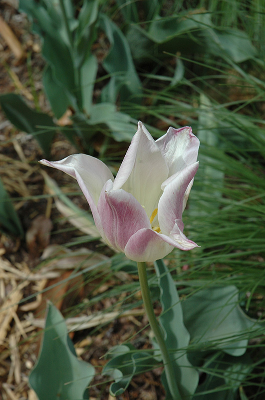 La Courtine Tulip (Tulipa 'La Courtine') at Pesche's Garden Center