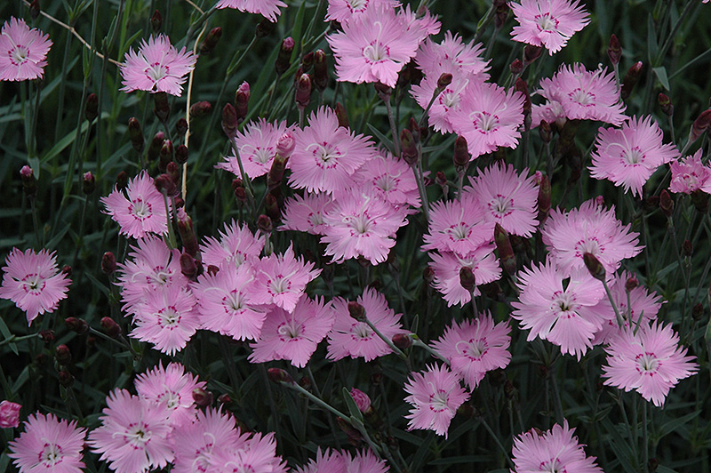 Bath's Pink Pinks (Dianthus 'Bath's Pink') at Pesche's Garden Center