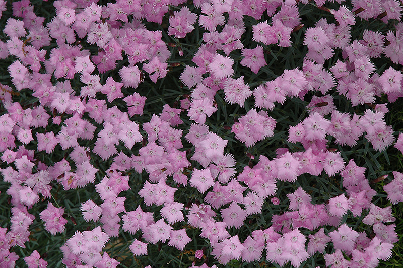 Bath's Pink Pinks (Dianthus 'Bath's Pink') at Pesche's Garden Center
