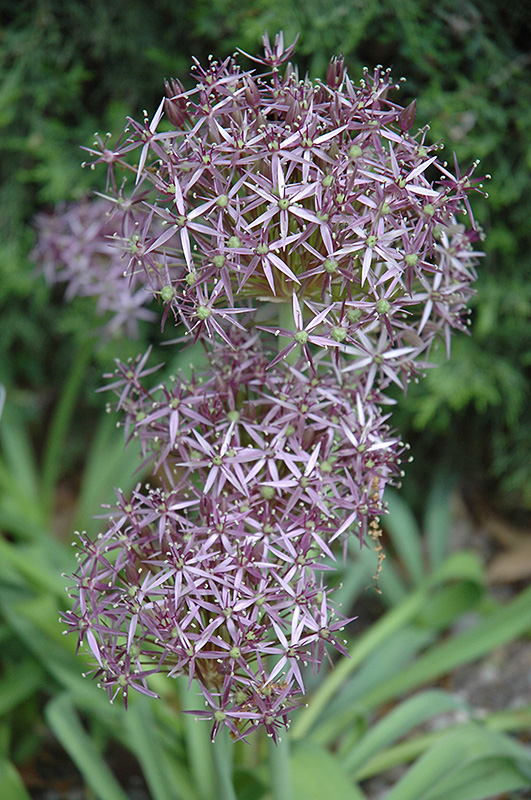 Star Of Persia Onion (Allium christophii) at Pesche's Garden Center