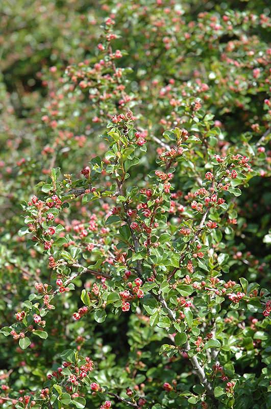 Cranberry Cotoneaster (Cotoneaster apiculatus) at Pesche's Garden Center