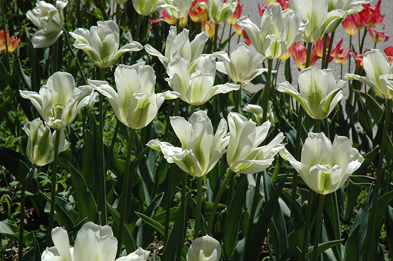 Spring Green Tulip (Tulipa 'Spring Green') at Pesche's Garden Center