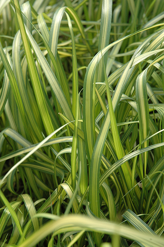El Dorado Feather Reed Grass (Calamagrostis x acutiflora 'El Dorado') at Pesche's Garden Center