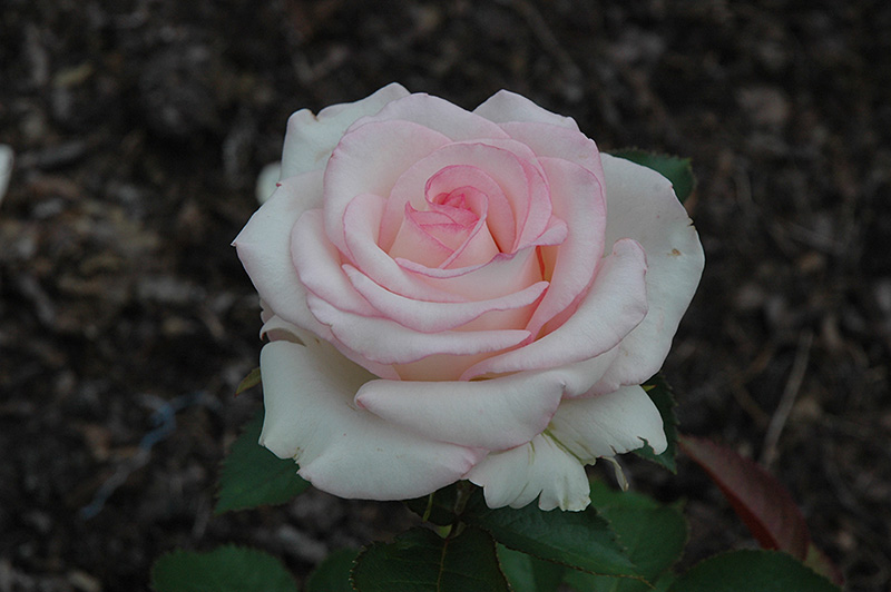 Moonstone Rose (Rosa 'Moonstone') at Pesche's Garden Center