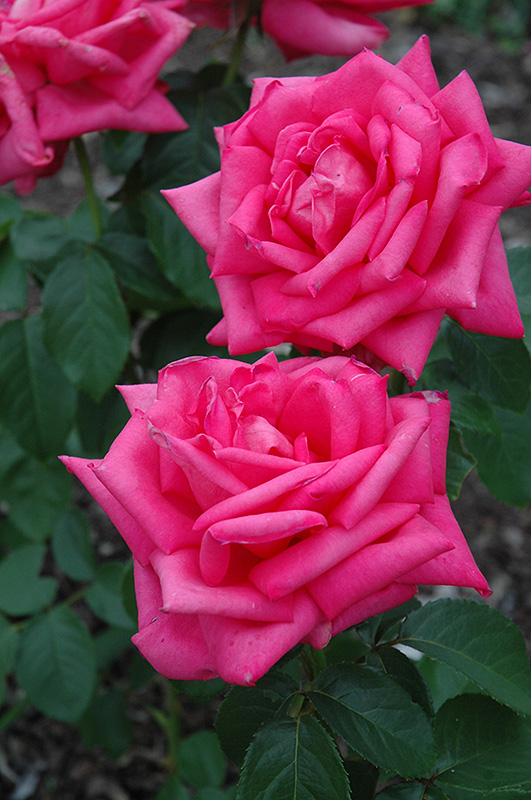 Miss All American Beauty Rose (Rosa 'Miss All American Beauty') at Pesche's Garden Center