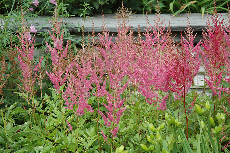 Visions in Pink Chinese Astilbe (Astilbe chinensis 'Visions in Pink') at Pesche's Garden Center