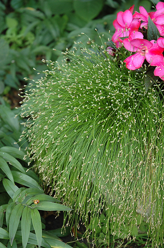 Fiber Optic Grass (Isolepis cernua) at Pesche's Garden Center
