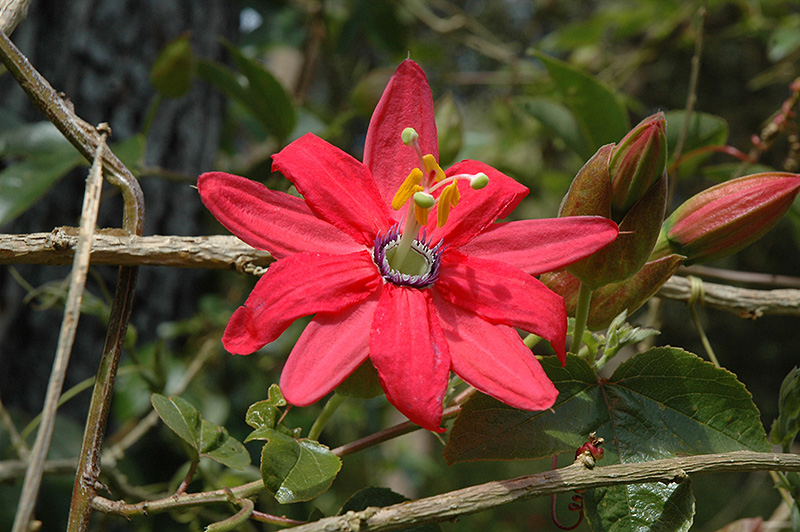Coral Seas Passion Flower (Passiflora 'Coral Seas') at Pesche's Garden Center