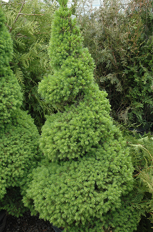 Dwarf Alberta Spruce (Picea glauca 'Conica (spiral)') at Pesche's Garden Center
