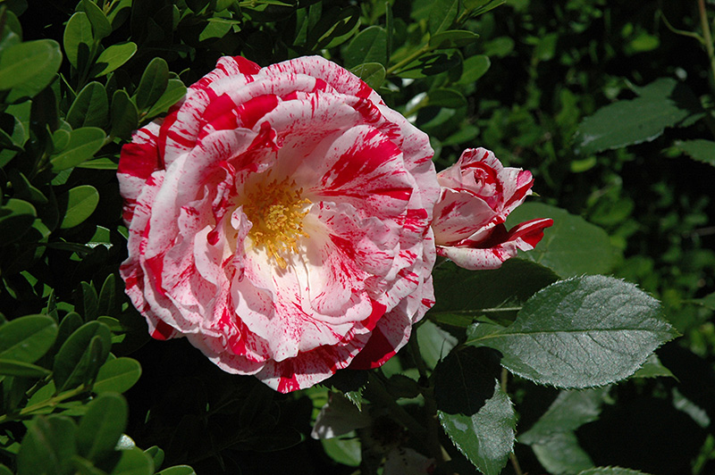 Scentimental Rose (Rosa 'Scentimental') at Pesche's Garden Center