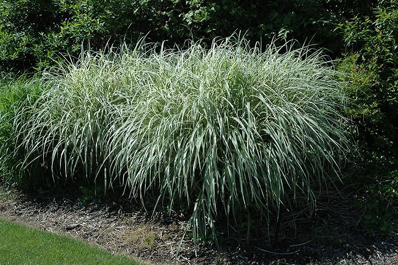 Rigoletto Maiden Grass (Miscanthus sinensis 'Rigoletto') at Pesche's Garden Center
