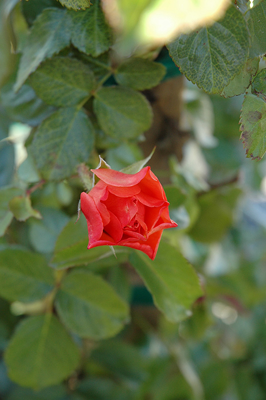 Westerland Rose (Rosa 'Westerland') at Pesche's Garden Center