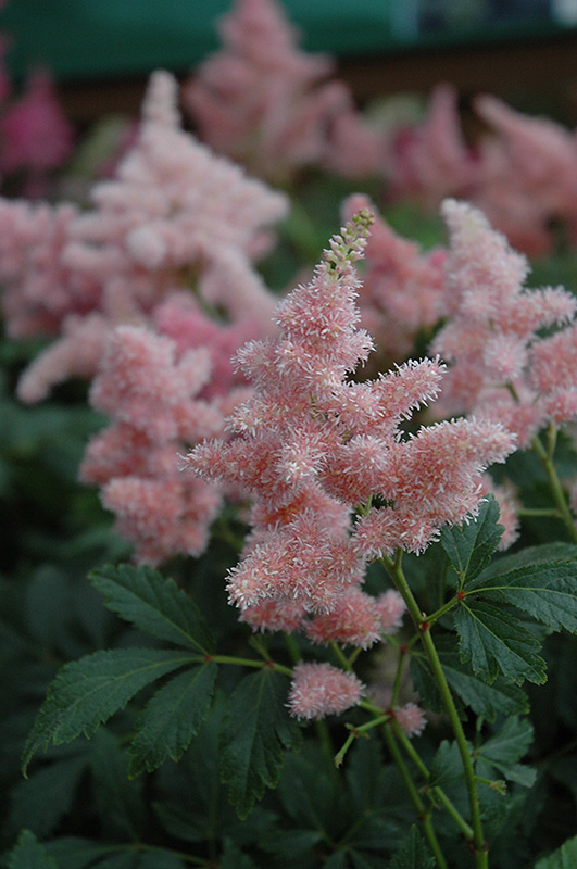 Sister Theresa Astilbe (Astilbe x arendsii 'Sister Theresa') at Pesche's Garden Center