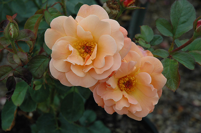 Colorific Rose (Rosa 'Colorific') at Pesche's Garden Center