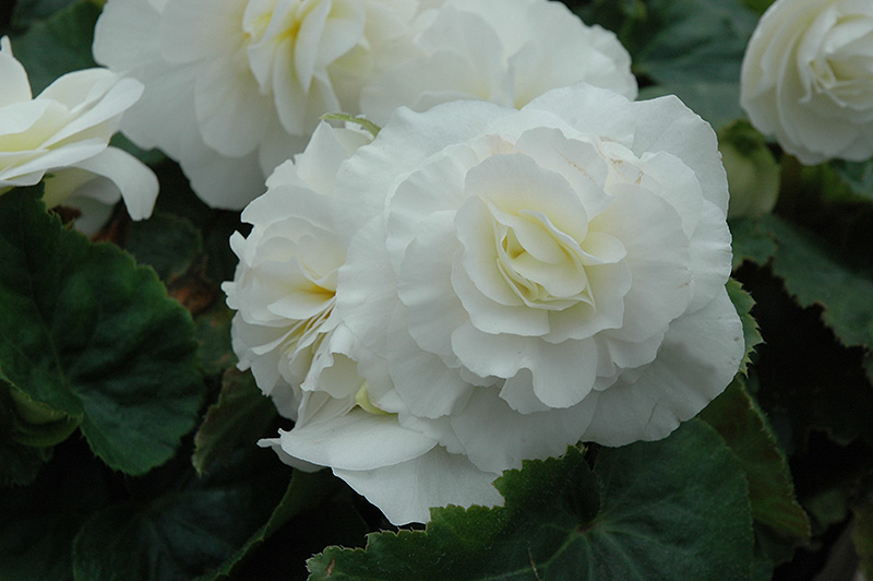 Nonstop White Begonia (Begonia 'Nonstop White') at Pesche's Garden Center