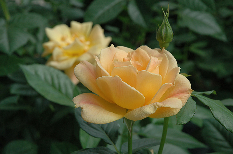 Easy Going Rose (Rosa 'HARflow') at Pesche's Garden Center