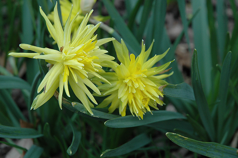 Rip Van Winkle Daffodil (Narcissus 'Rip Van Winkle') at Pesche's Garden Center