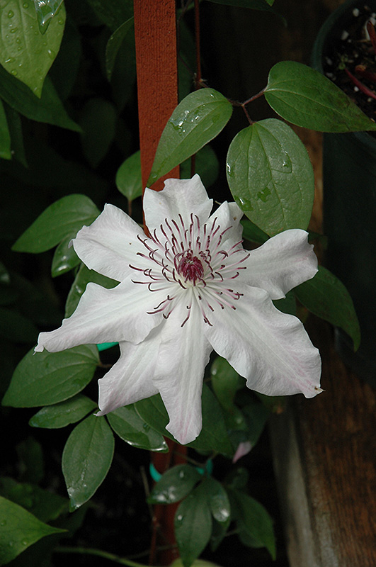 Eye Of The Storm Clematis (Clematis 'Vancouver Fragrant Star') at Pesche's Garden Center