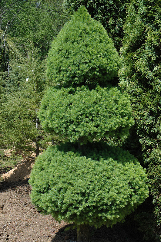 Dwarf Alberta Spruce (Picea glauca 'Conica (pom pom)') at Pesche's Garden Center