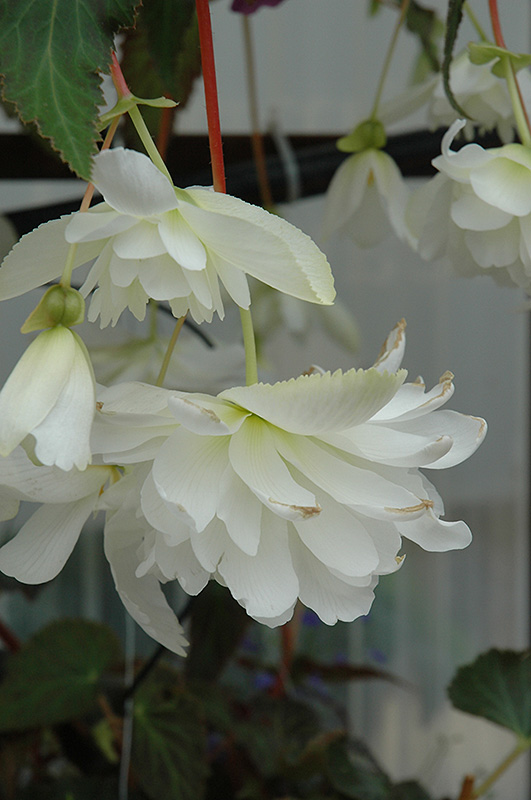 Illumination White Begonia (Begonia 'Illumination White') at Pesche's Garden Center