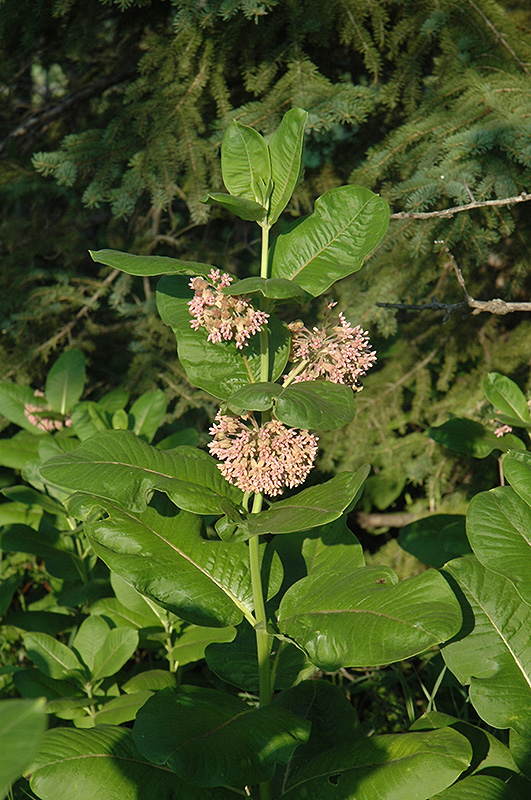 Common Milkweed (Asclepias syriaca) at Pesche's Garden Center