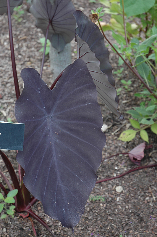 Black Magic Elephant Ear (Colocasia esculenta 'Black Magic') at Pesche's Garden Center
