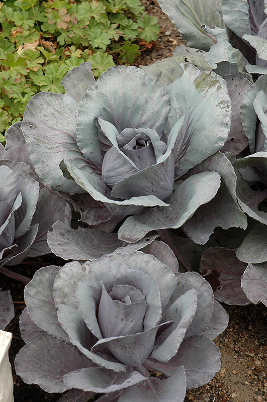 Ruby Perfection Red Cabbage (Brassica oleracea var. capitata 'Ruby Perfection') at Pesche's Garden Center