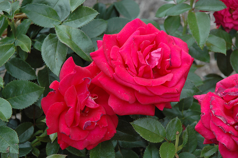 Lasting Love Rose (Rosa 'Lasting Love') at Pesche's Garden Center