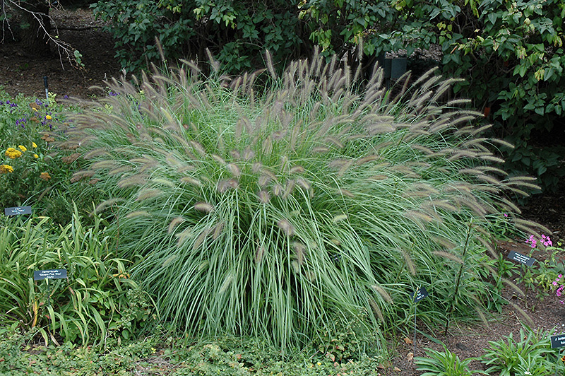 Fountain Grass (Pennisetum alopecuroides) at Pesche's Garden Center