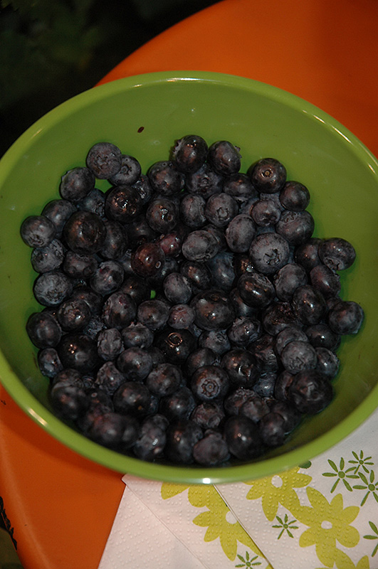 Peach Sorbet Blueberry (Vaccinium 'ZF06-043') at Pesche's Garden Center
