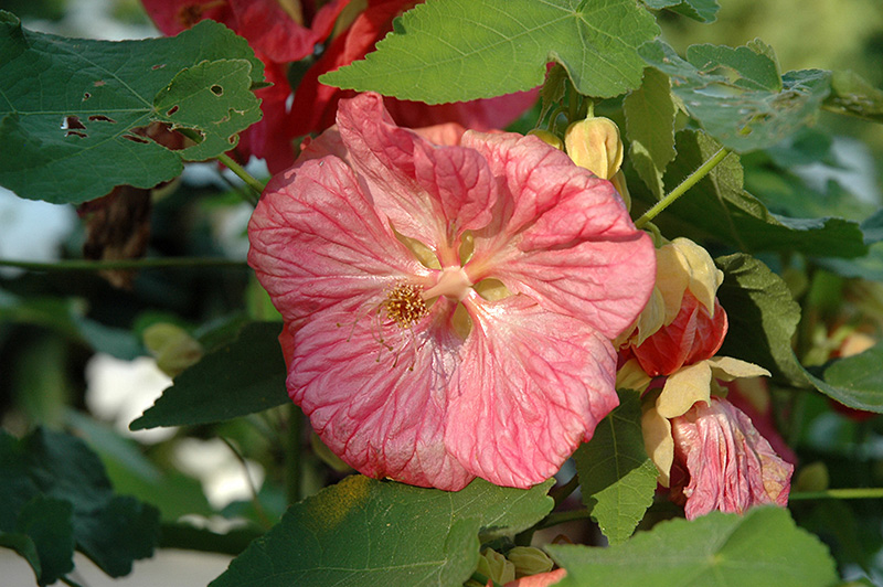 Bella Pink Flowering Maple (Abutilon 'Bella Pink') at Pesche's Garden Center