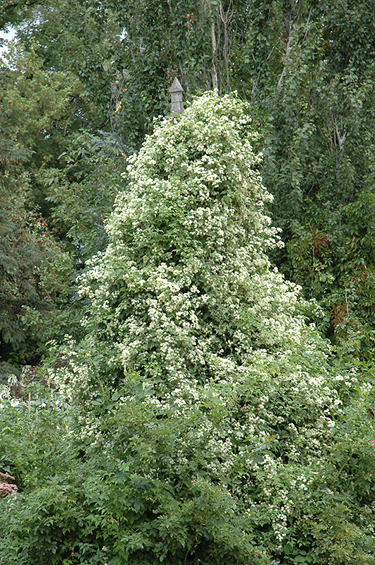 Sweet Autumn Clematis (Clematis terniflora) at Pesche's Garden Center