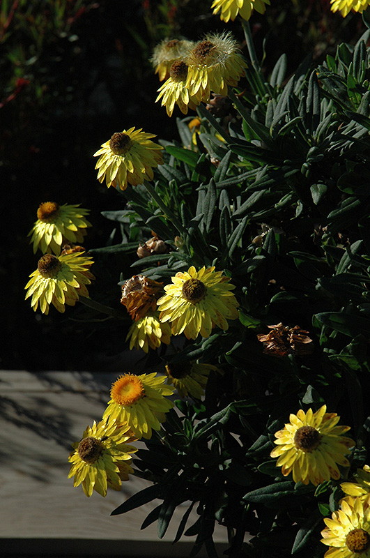 Mohave Yellow Strawflower (Bracteantha bracteata 'KLEBB08392') at Pesche's Garden Center