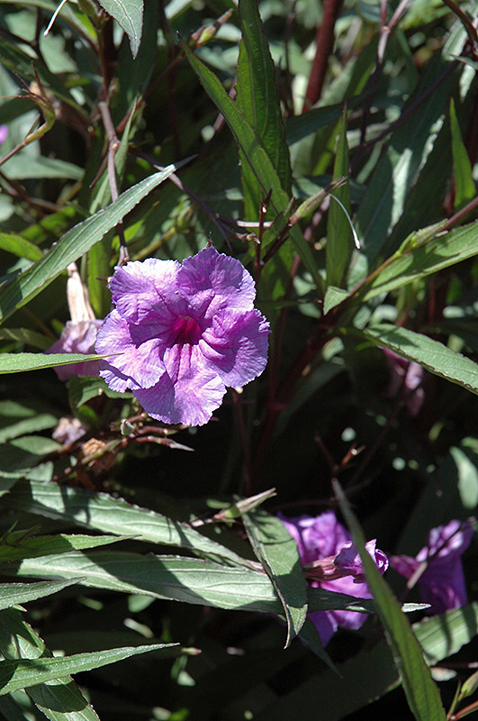 Purple Showers Mexican Petunia (Ruellia brittoniana 'Purple Showers') at Pesche's Garden Center