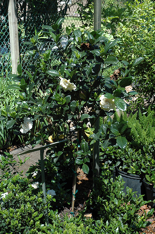 Gardenia (tree form) (Gardenia jasminoides '(tree form)') at Pesche's Garden Center
