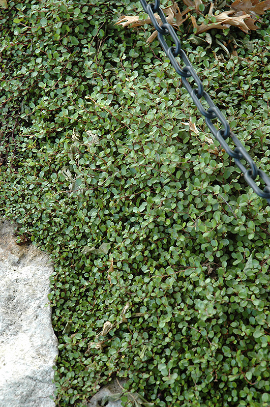 Creeping Wire Vine (Muehlenbeckia axillaris) at Pesche's Garden Center