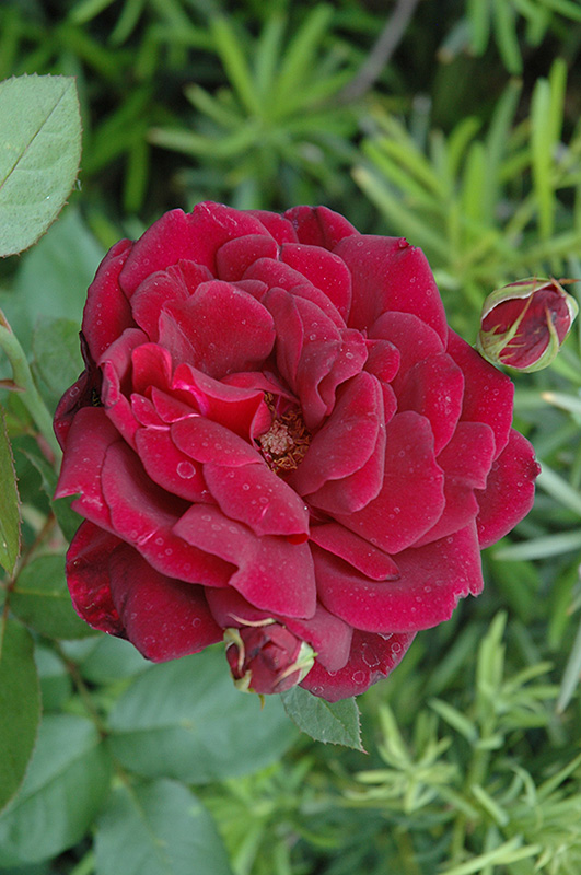 Oklahoma Rose (Rosa 'Oklahoma') at Pesche's Garden Center