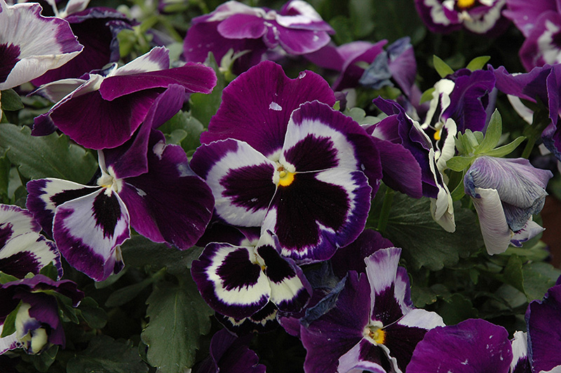 Delta Violet With Face Pansy (Viola x wittrockiana 'Delta Violet With Face') at Pesche's Garden Center