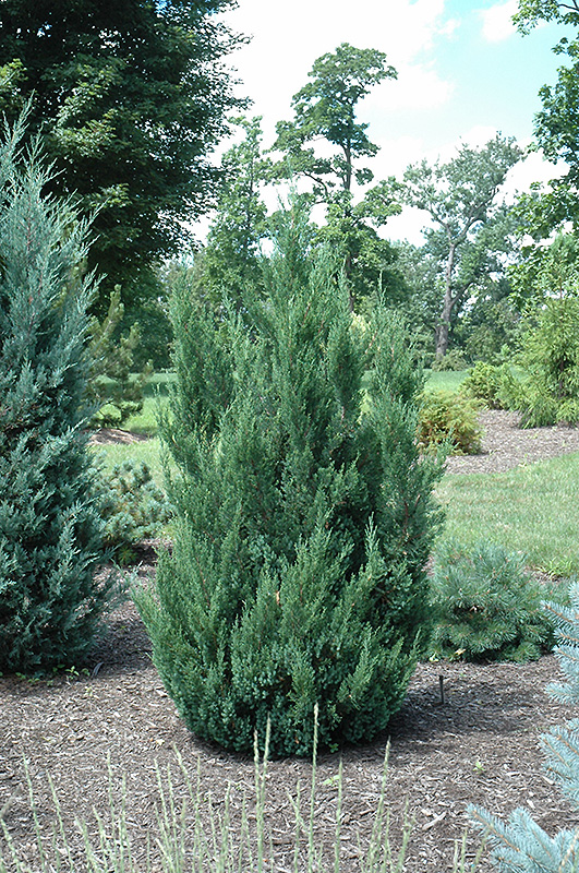 Blue Point Juniper (Juniperus chinensis 'Blue Point') at Pesche's Garden Center