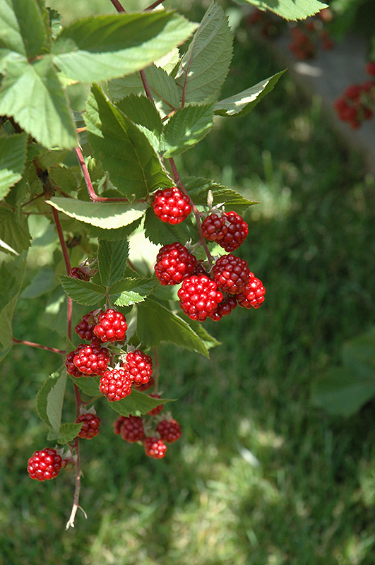 Heritage Raspberry (Rubus 'Heritage') at Pesche's Garden Center