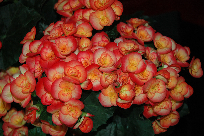 Carneval Begonia (Begonia x hiemalis 'Carneval') at Pesche's Garden Center
