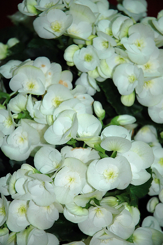 Clara Begonia (Begonia x hiemalis  'Clara') at Pesche's Garden Center