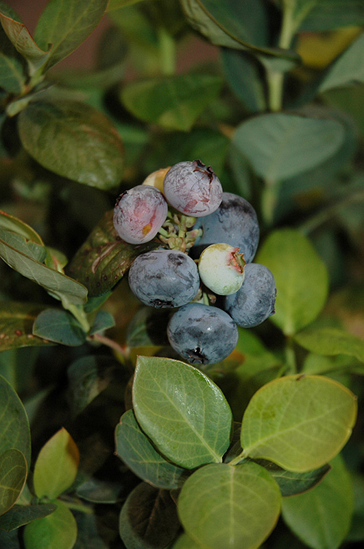 Peach Sorbet Blueberry (Vaccinium 'ZF06-043') at Pesche's Garden Center